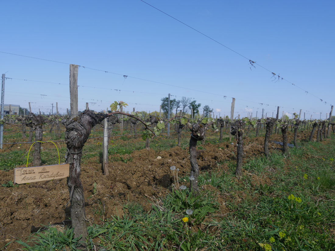 Виноградник на урожай